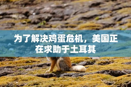 为了解决鸡蛋危机，美国正在求助于土耳其