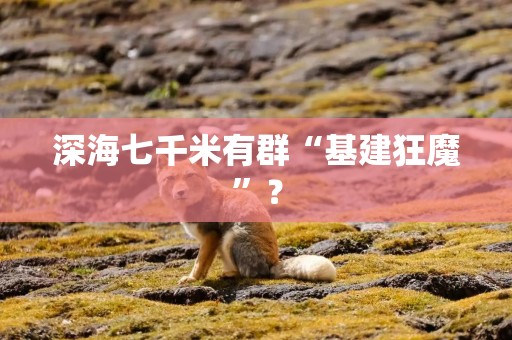 深海七千米有群“基建狂魔”？