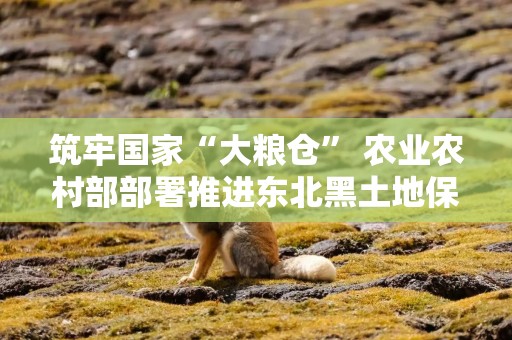 筑牢国家“大粮仓” 农业农村部部署推进东北黑土地保护工作