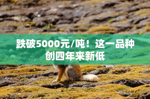 跌破5000元/吨！这一品种创四年来新低