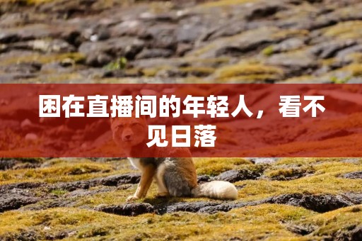 困在直播间的年轻人，看不见日落