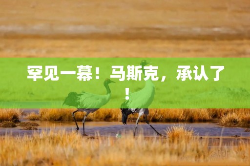 罕见一幕！马斯克，承认了！