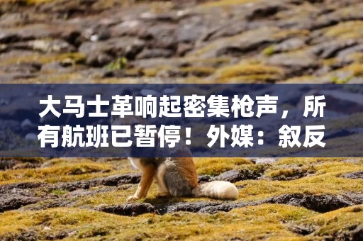 大马士革响起密集枪声，所有航班已暂停！外媒：叙反政府武装称开始入城