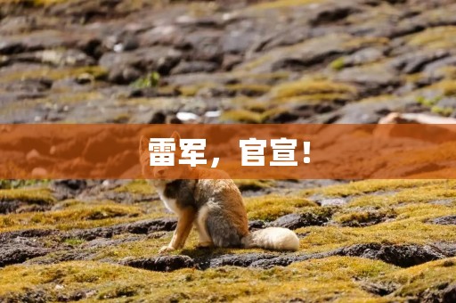 雷军，官宣！