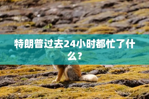 特朗普过去24小时都忙了什么？