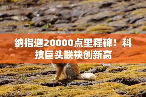 纳指迎20000点里程碑！科技巨头联袂创新高
