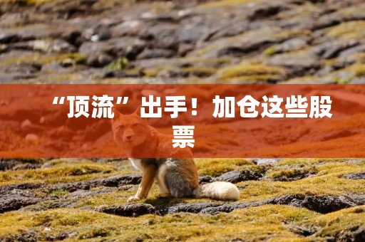 “顶流”出手！加仓这些股票