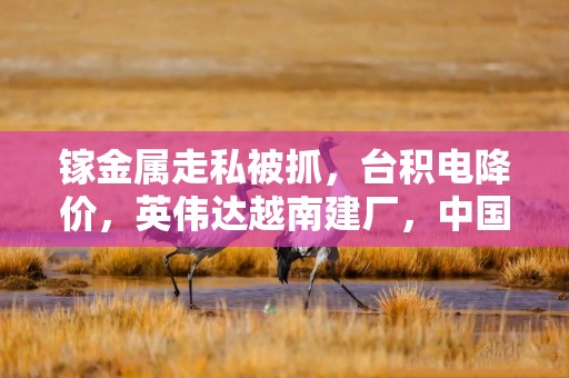 镓金属走私被抓，台积电降价，英伟达越南建厂，中国反制奏效了