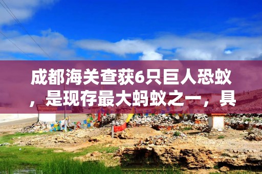成都海关查获6只巨人恐蚁，是现存最大蚂蚁之一，具有腐蚀性毒液