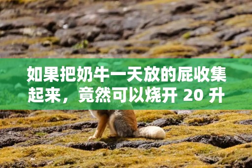 如果把奶牛一天放的屁收集起来，竟然可以烧开 20 升的水？