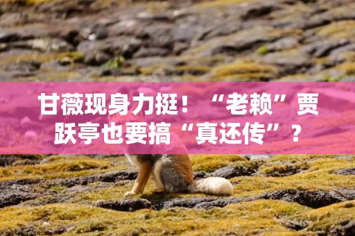 甘薇现身力挺！“老赖”贾跃亭也要搞“真还传”？