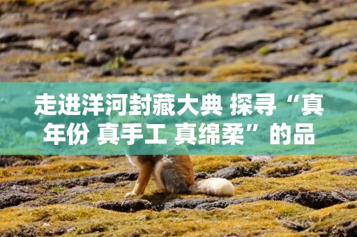 走进洋河封藏大典 探寻“真年份 真手工 真绵柔”的品质密码