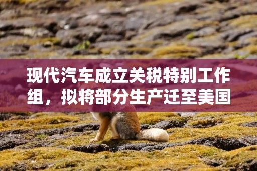 现代汽车成立关税特别工作组，拟将部分生产迁至美国