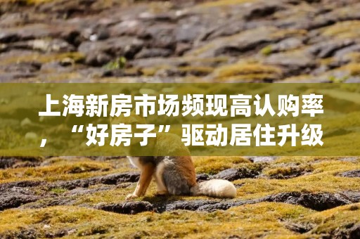 上海新房市场频现高认购率，“好房子”驱动居住升级热潮