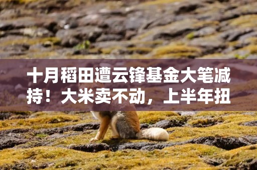 十月稻田遭云锋基金大笔减持！大米卖不动，上半年扭亏全靠玉米，电商缺后劲，重金押注茶百道浮亏近亿元