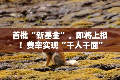首批“新基金”，即将上报！费率实现“千人千面”