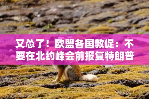 又怂了！欧盟各国敦促：不要在北约峰会前报复特朗普