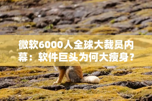 微软6000人全球大裁员内幕：软件巨头为何大瘦身？