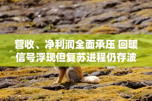 营收、净利润全面承压 回暖信号浮现但复苏进程仍存波动 | 2024CXO行业年报