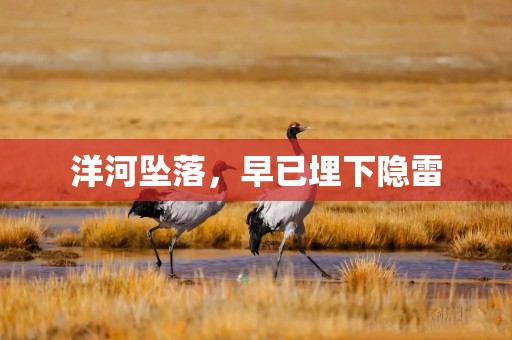 洋河坠落，早已埋下隐雷