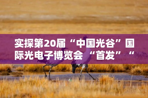实探第20届“中国光谷”国际光电子博览会 “首发”“首展”扑面来 光电子信息产业“逐光”前行