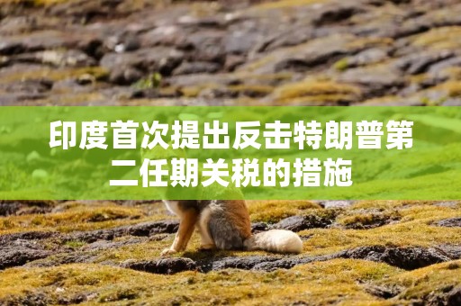 印度首次提出反击特朗普第二任期关税的措施