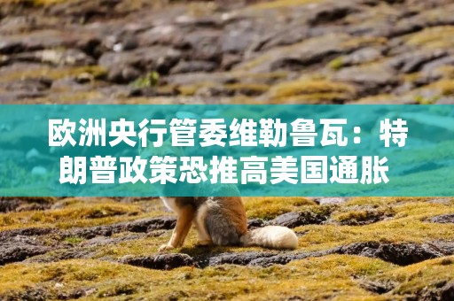 欧洲央行管委维勒鲁瓦：特朗普政策恐推高美国通胀 或于夏季再度降息