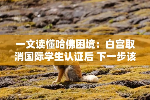 一文读懂哈佛困境：白宫取消国际学生认证后 下一步该怎么办？