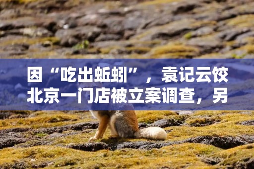 因“吃出蚯蚓”，袁记云饺北京一门店被立案调查，另有两家被警告
