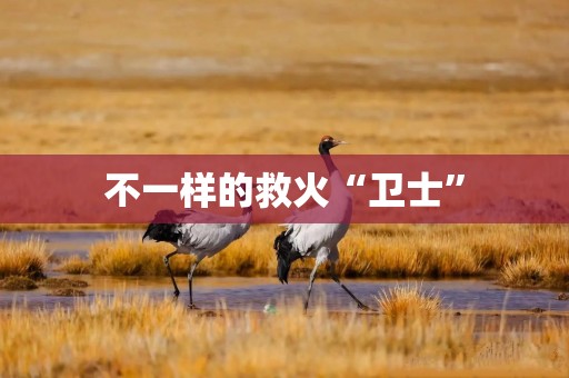 不一样的救火“卫士”