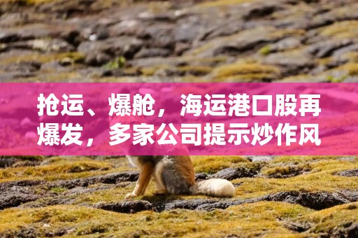 抢运、爆舱，海运港口股再爆发，多家公司提示炒作风险