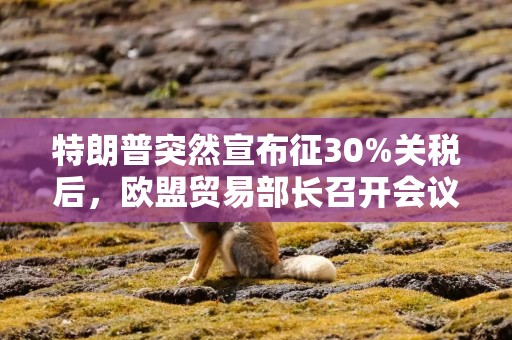 特朗普突然宣布征30%关税后，欧盟贸易部长召开会议制定应对策略