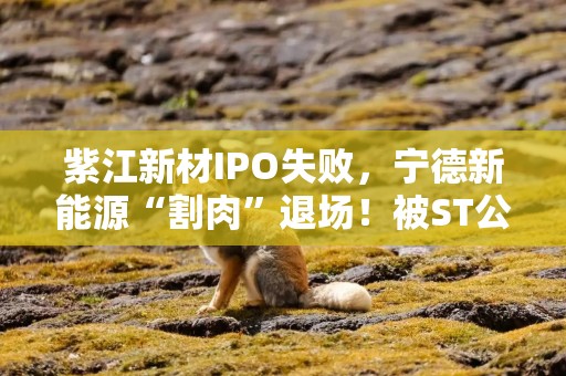 紫江新材IPO失败，宁德新能源“割肉”退场！被ST公司看上，还有这层关系！