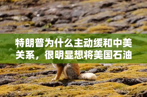 特朗普为什么主动缓和中美关系，很明显想将美国石油卖给中国