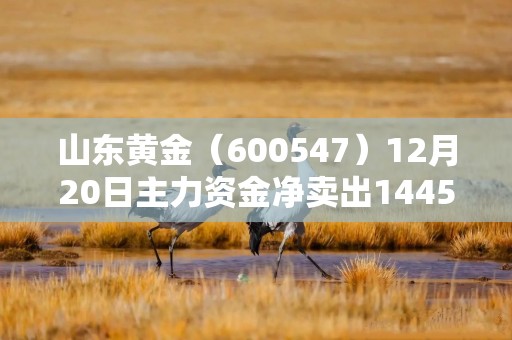 山东黄金（600547）12月20日主力资金净卖出1445.66万元