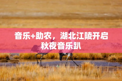 音乐+助农，湖北江陵开启秋夜音乐趴