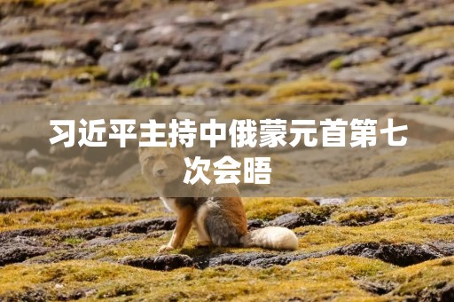 习近平主持中俄蒙元首第七次会晤