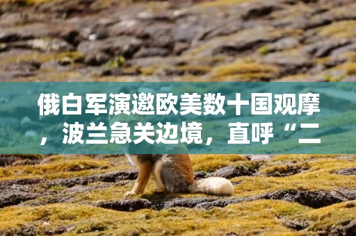 俄白军演邀欧美数十国观摩，波兰急关边境，直呼“二战以来最接近冲突”