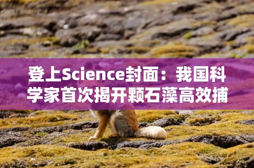 登上Science封面：我国科学家首次揭开颗石藻高效捕获光能奥秘