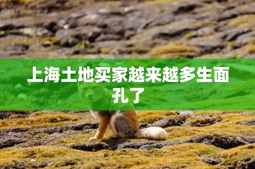 上海土地买家越来越多生面孔了