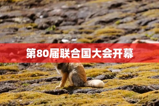 第80届联合国大会开幕