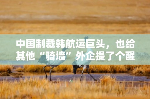 中国制裁韩航运巨头，也给其他“骑墙”外企提了个醒