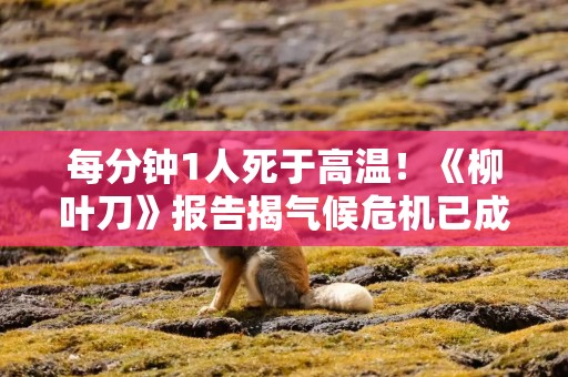 每分钟1人死于高温！《柳叶刀》报告揭气候危机已成健康浩劫