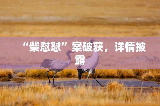 “柴怼怼”案破获，详情披露