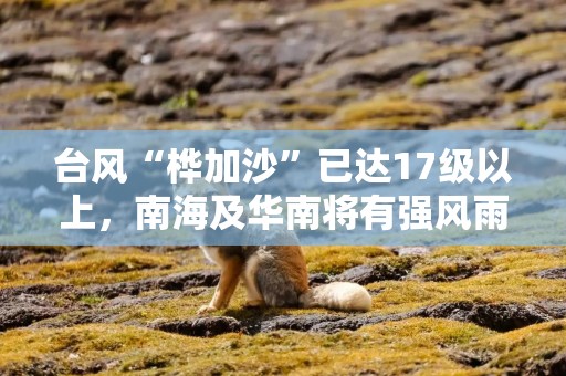 台风“桦加沙”已达17级以上，南海及华南将有强风雨
