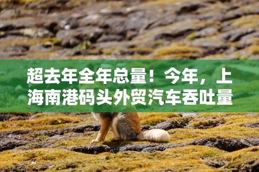 超去年全年总量！今年，上海南港码头外贸汽车吞吐量已达47.86万余辆