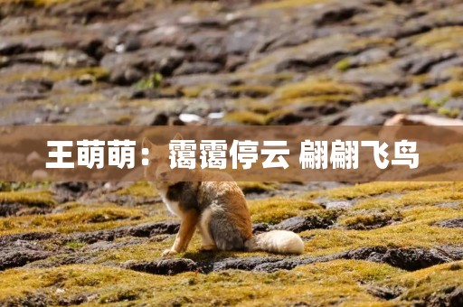 王萌萌：霭霭停云 翩翩飞鸟