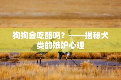 狗狗会吃醋吗？——揭秘犬类的嫉妒心理