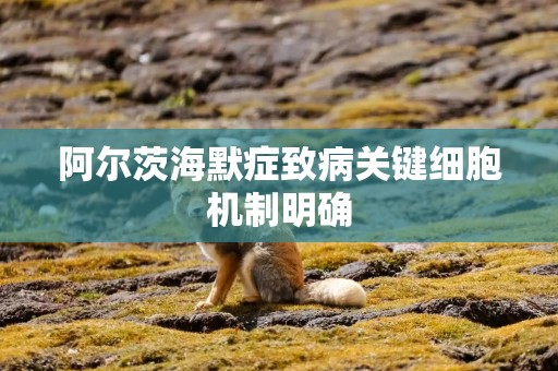 阿尔茨海默症致病关键细胞机制明确