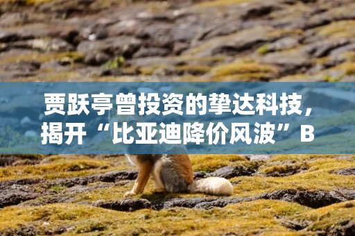 贾跃亭曾投资的挚达科技，揭开“比亚迪降价风波”B面
